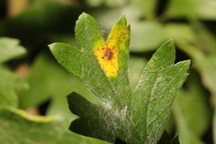 Gymnosporangium clavariiforme