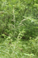 Calamagrostis