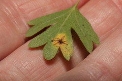 Gymnosporangium clavariiforme