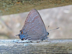 Satyrium caryaevorus