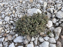 Drosanthemum brevifolium