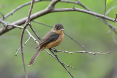 Contopus latirostris