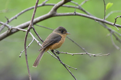 Contopus latirostris