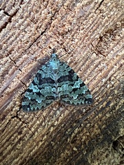 Hydriomena speciosata