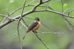 Contopus latirostris