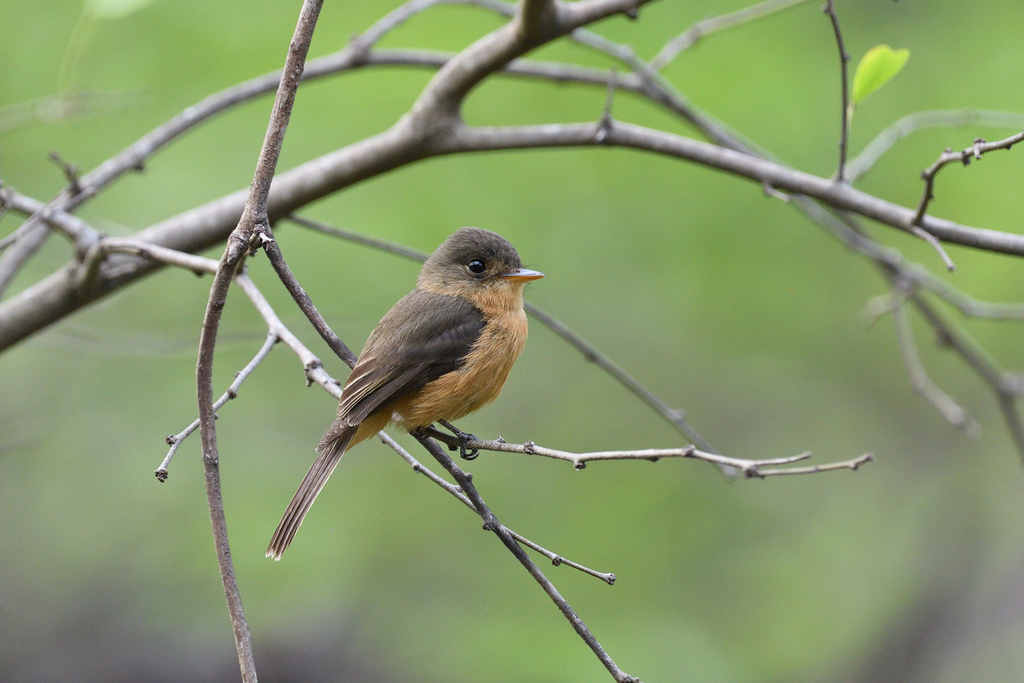 Lesser Antillean Pewee photo