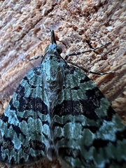 Hydriomena speciosata