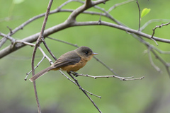 Contopus latirostris