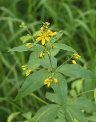 Lysimachia vulgaris