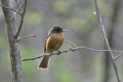 Contopus latirostris