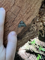 Hydriomena speciosata