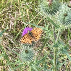 Lycaena virgaureae
