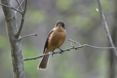 Contopus latirostris