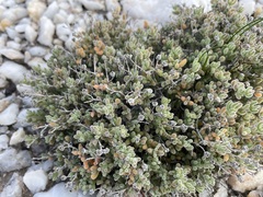 Drosanthemum brevifolium