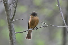 Contopus latirostris