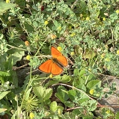 Lycaena virgaureae
