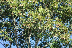 Balfourodendron riedelianum