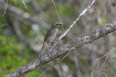 Saltator albicollis