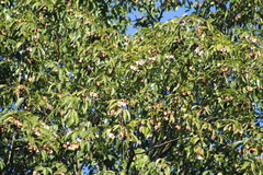 Balfourodendron riedelianum