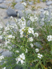 Cakile maritima integrifolia