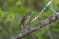 Saltator albicollis