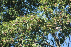 Balfourodendron riedelianum