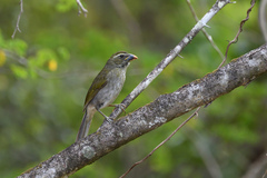 Saltator albicollis