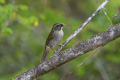 Saltator albicollis