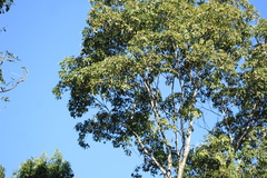 Balfourodendron riedelianum