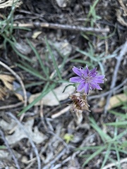 Stephanomeria lactucina