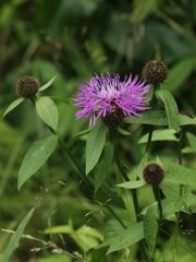 Centaurea phrygia
