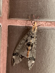 Dendroleon pantherinus