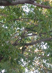 Myiopsitta monachus