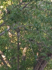 Myiopsitta monachus