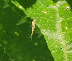 Tetragnatha