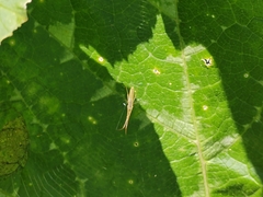 Tetragnatha