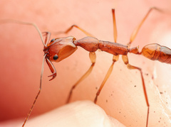 Anochetus micans