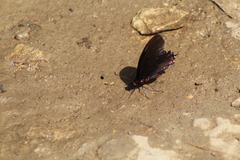 Mimoides phaon phaon