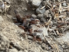 Cyphomyrmex wheeleri