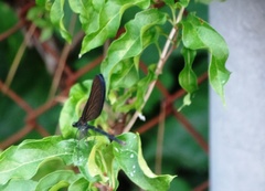 Atrocalopteryx atrata