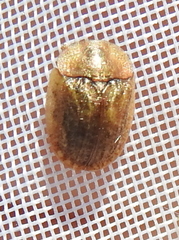 Hypocassida