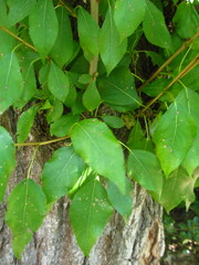 Populus × berolinensis