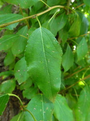 Populus × berolinensis