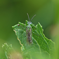 Tenthredo olivacea