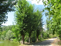 Populus × berolinensis