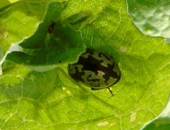 Calligrapha intermedia