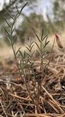 Astragalus brandegeei