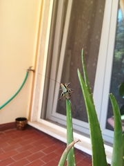 Eupholidoptera chabrieri