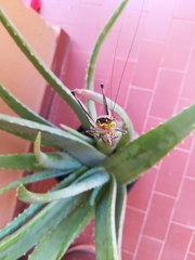 Eupholidoptera chabrieri