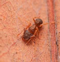 Cyphomyrmex minutus